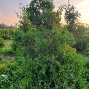 Field-grown Nigra cedar